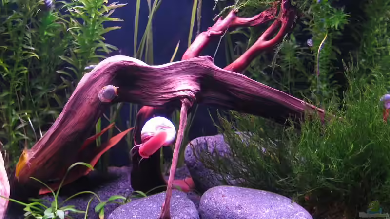 Aquarium Erinnerung von max-sonic (4)