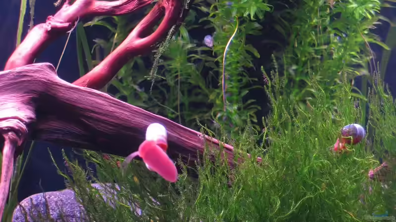 Aquarium Erinnerung von max-sonic (5)