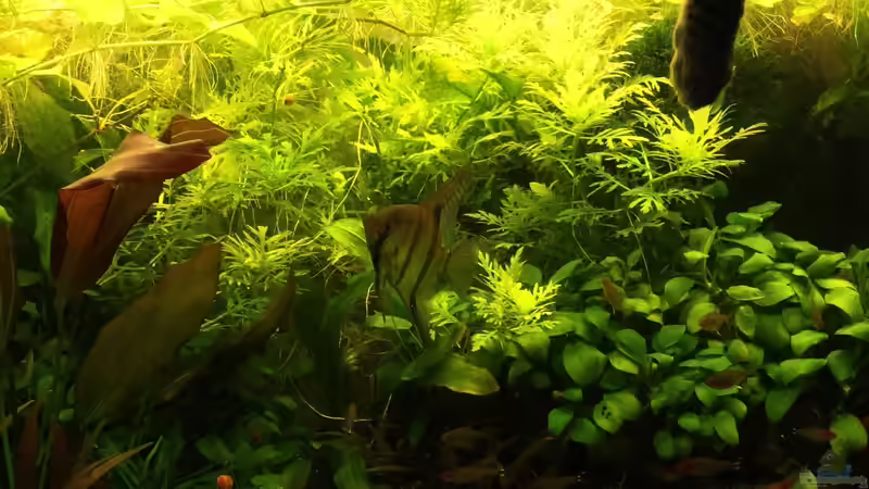 Aquarium erster Versuch ... von mira13 (2)