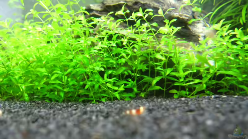 Aquarium Erster Versuch, Nano von Robbie (2)