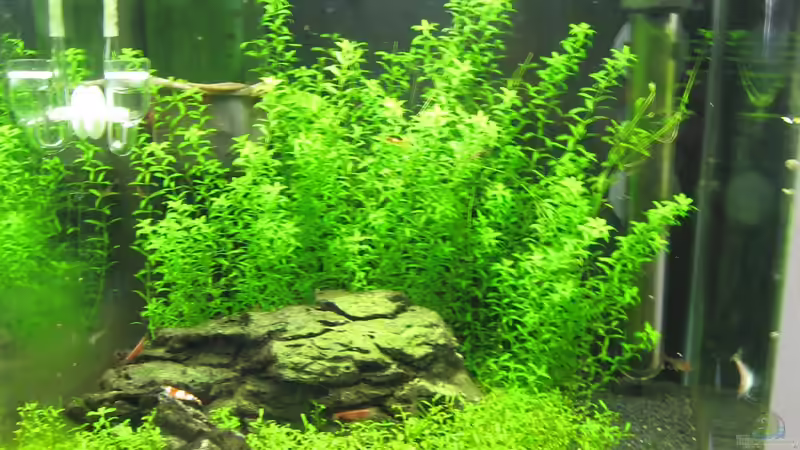 Aquarium Erster Versuch, Nano von Robbie (3)