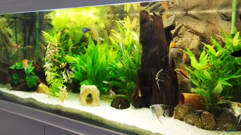 Aquarium Erstes Aquarium von Aquarianer2001 (2)