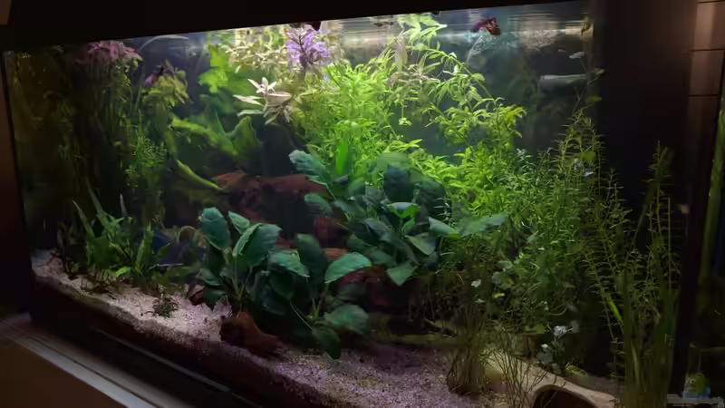 Aquarium Erstes Eigenes Aquarium Juwel Rekord 800 von Nicu (2)