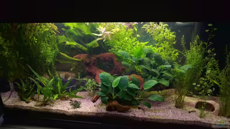 Aquarium Erstes Eigenes Aquarium Juwel Rekord 800 von Nicu (3)