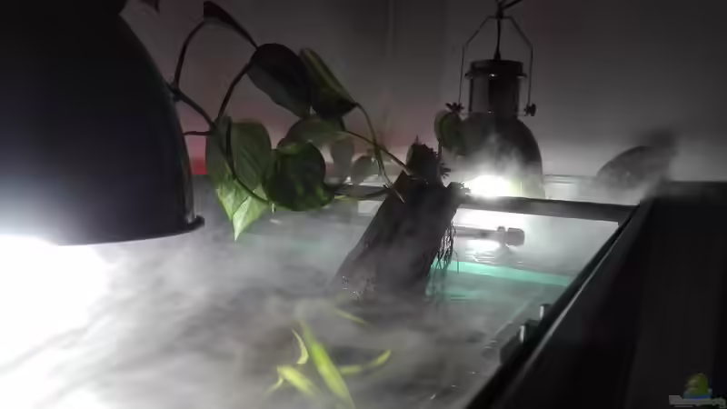 Aquarium erstes Südamerika Aquarium von seb (3)