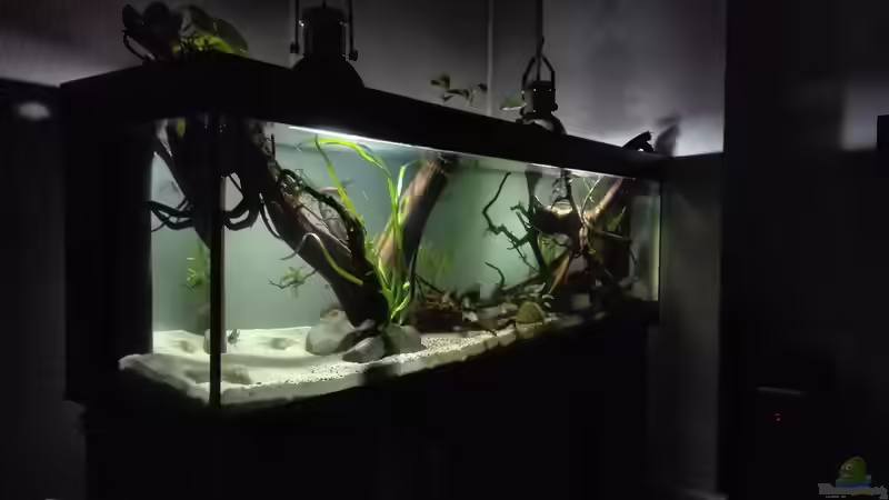 Aquarium erstes Südamerika Aquarium von seb (30)