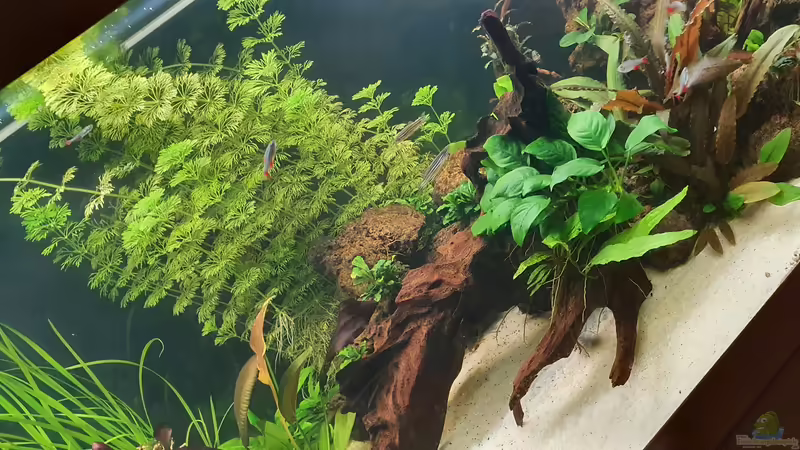 Aquarium Esszimmerbecken von Nietzus (5)