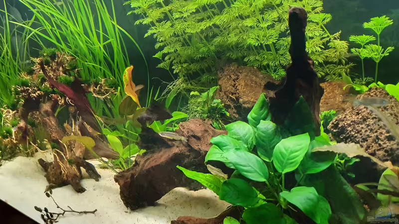 Aquarium Esszimmerbecken von Nietzus (6)