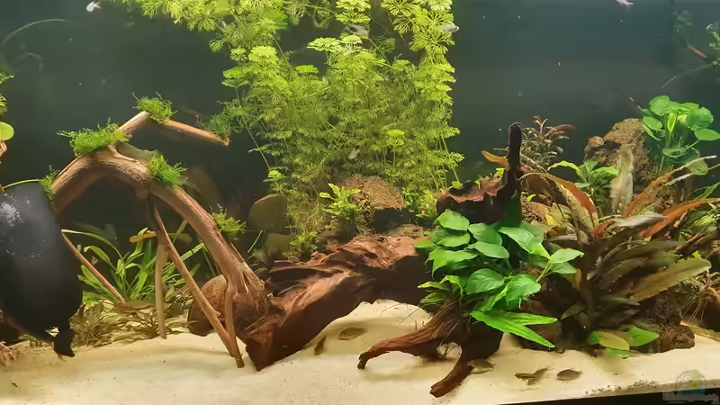 Aquarium Esszimmerbecken von Nietzus (7)