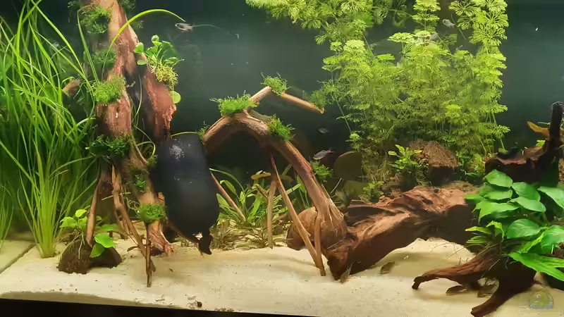 Aquarium Esszimmerbecken von Nietzus (8)
