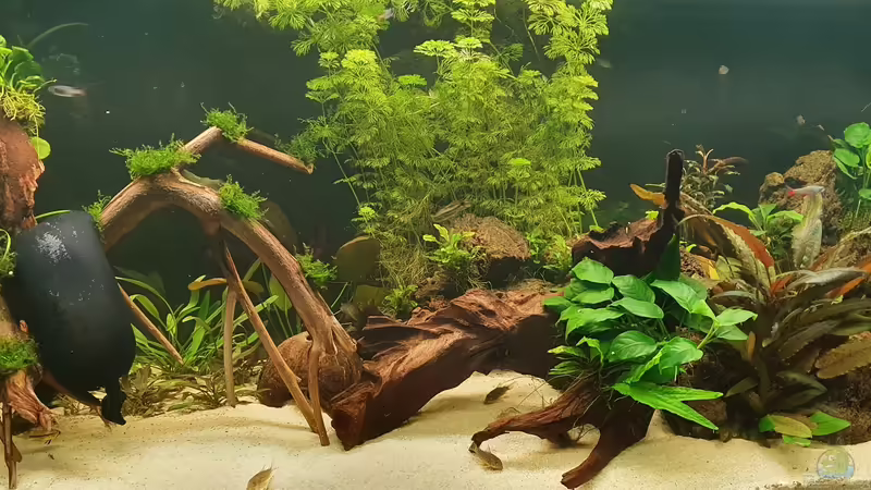 Aquarium Esszimmerbecken von Nietzus (9)