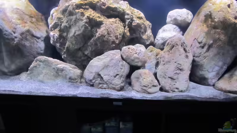 Aquarium etwas größere Malawi Pfütze von Hörnchen (2)