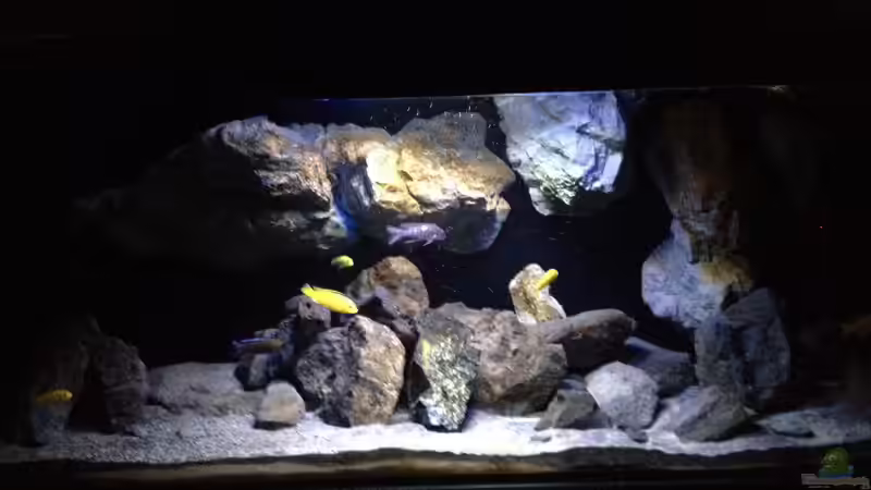 Aquarium Fade to black (aufgelöst) von der Steirer (10)