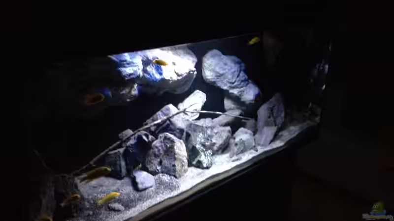 Aquarium Fade to black (aufgelöst) von der Steirer (13)