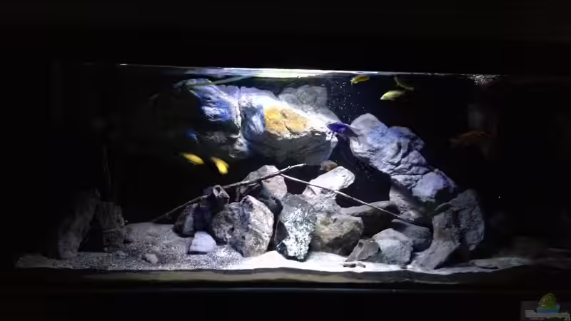 Aquarium Fade to black (aufgelöst) von der Steirer (14)