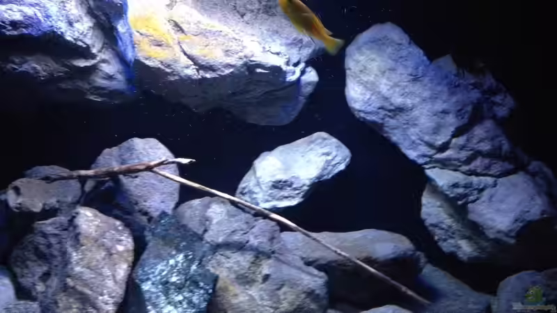 Aquarium Fade to black (aufgelöst) von der Steirer (17)