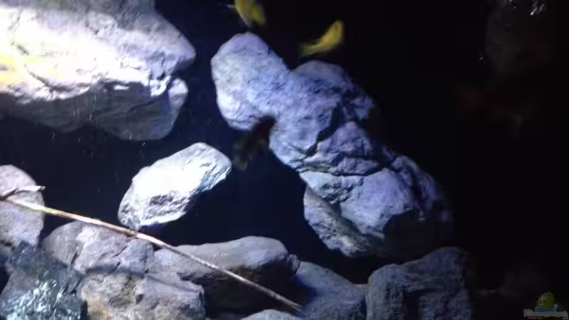 Aquarium Fade to black (aufgelöst) von der Steirer (18)