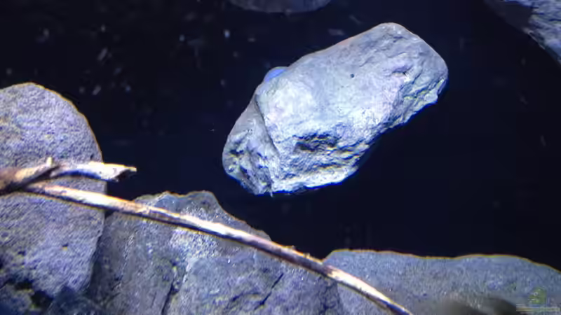 Aquarium Fade to black (aufgelöst) von der Steirer (19)