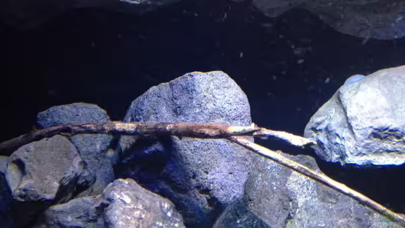 Aquarium Fade to black (aufgelöst) von der Steirer (20)