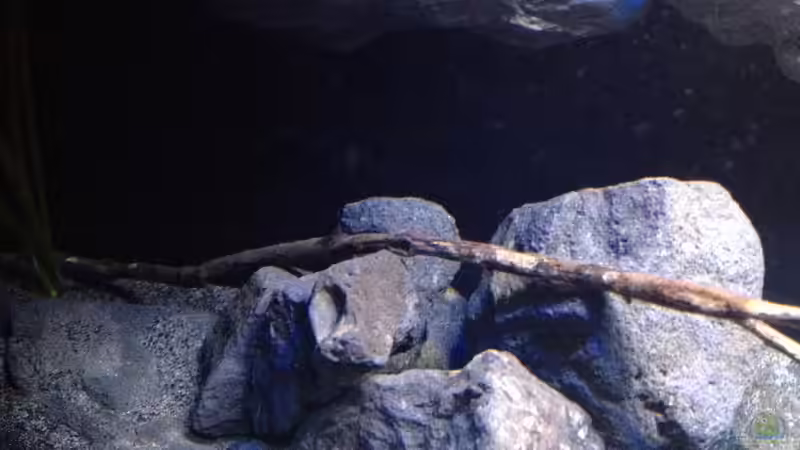 Aquarium Fade to black (aufgelöst) von der Steirer (21)