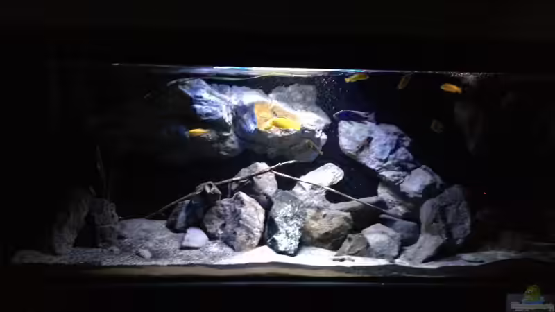 Aquarium Fade to black (aufgelöst) von der Steirer (22)