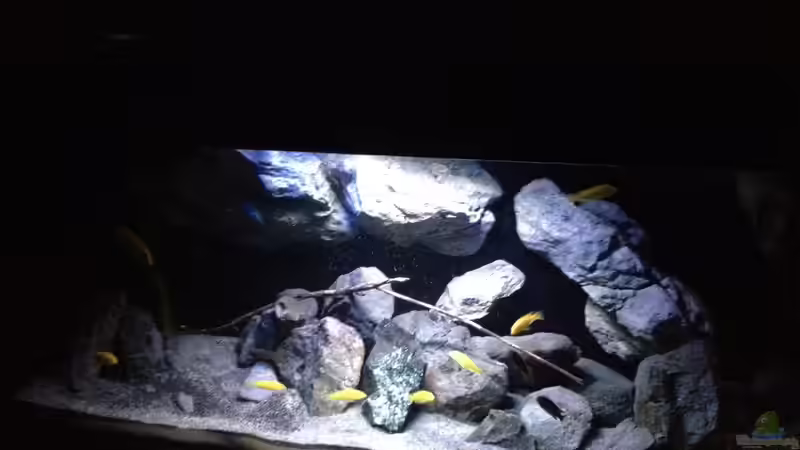 Aquarium Fade to black (aufgelöst) von der Steirer (23)