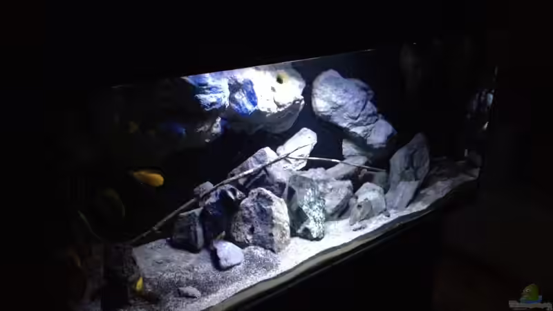 Aquarium Fade to black (aufgelöst) von der Steirer (24)