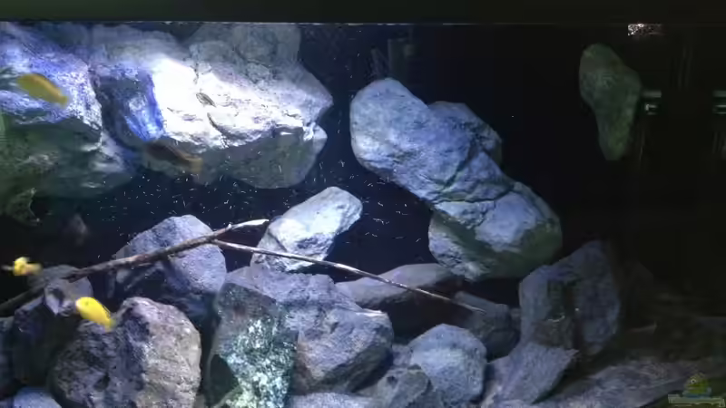 Aquarium Fade to black (aufgelöst) von der Steirer (26)