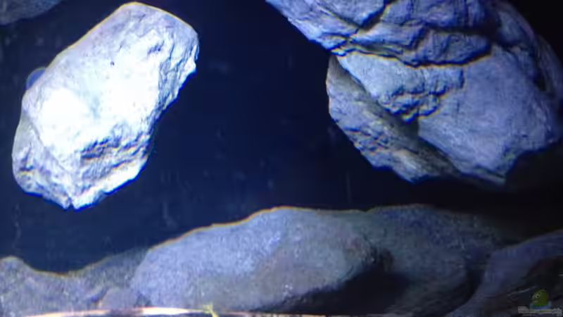 Aquarium Fade to black (aufgelöst) von der Steirer (27)