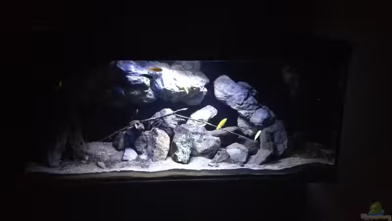 Aquarium Fade to black (aufgelöst) von der Steirer (29)