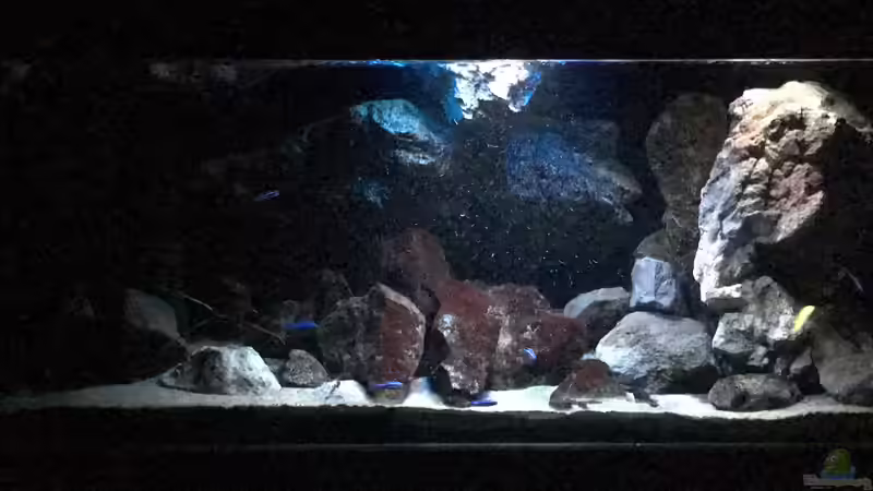 Aquarium Fade to black (aufgelöst) von der Steirer (4)