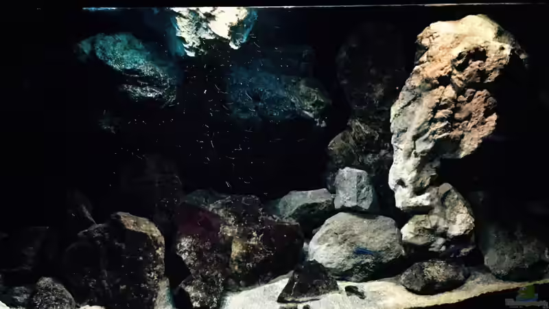 Aquarium Fade to black (aufgelöst) von der Steirer (5)