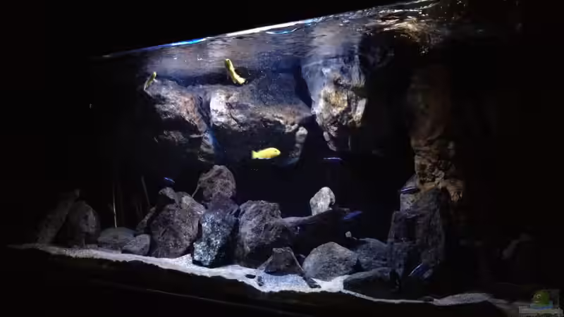 Aquarium Fade to black (aufgelöst) von der Steirer (7)