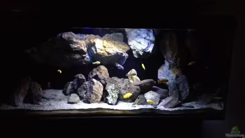 Aquarium Fade to black (aufgelöst) von der Steirer (9)