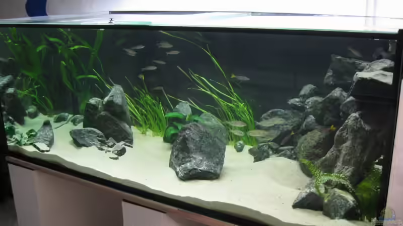 Aquarium Fadenmaulbrüter-Tank von Andi*Sehlde (13)