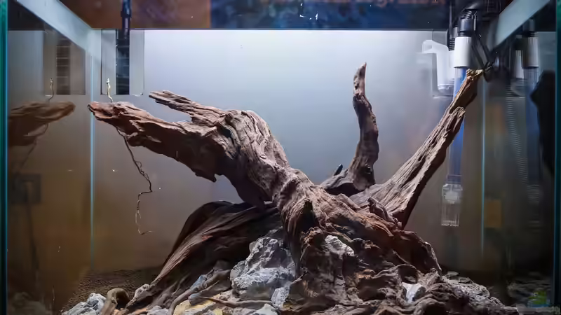 Aquarium Falke von Fredo Fuss (2)