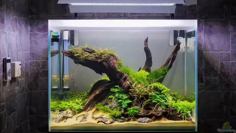 Aquarium Falke von Fredo Fuss (5)