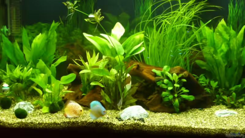 Aquarium Fam Mosick von Normen Mosick (2)