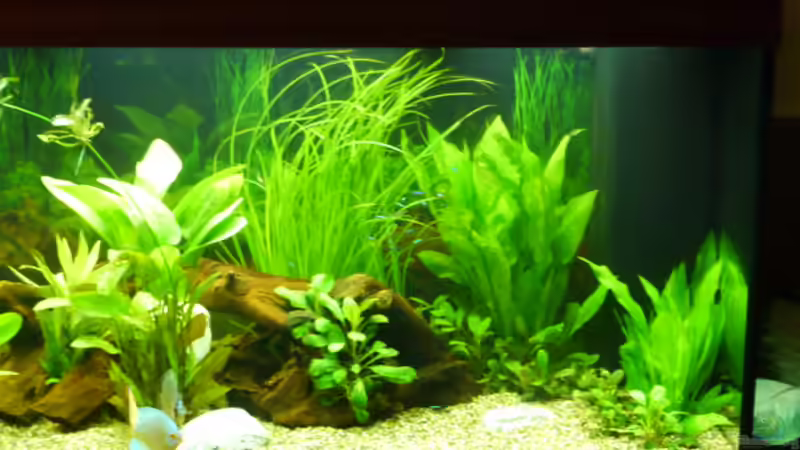 Aquarium Fam Mosick von Normen Mosick (3)