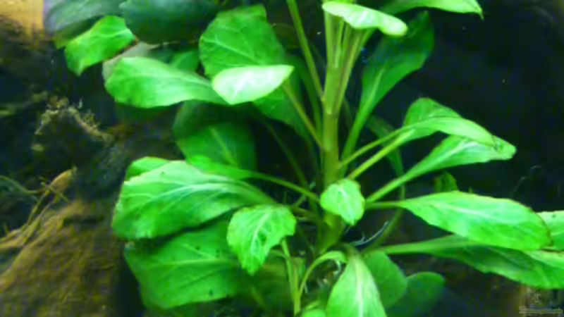 Aquarium Fam Mosick von Normen Mosick (4)