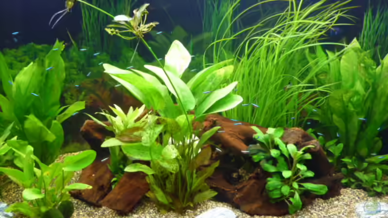 Aquarium Fam Mosick von Normen Mosick (7)