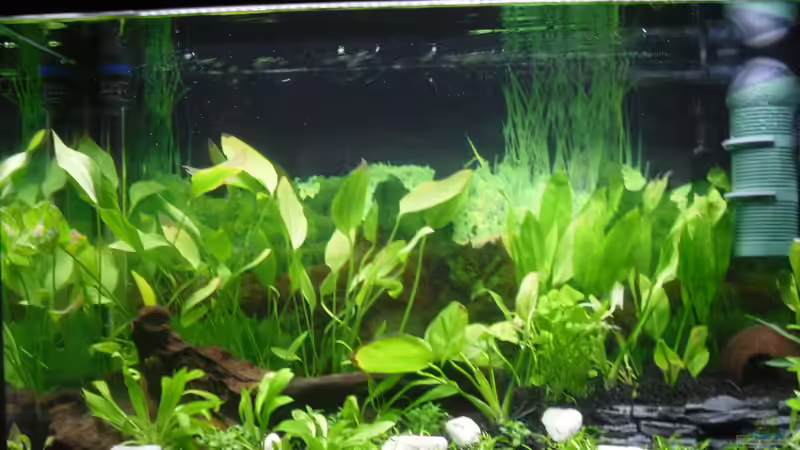 Aquarium Family Relaxpoint von Papa D.J. (2)