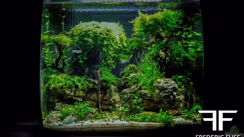 Aquarium Fangorn von Fredo Fuss (2)