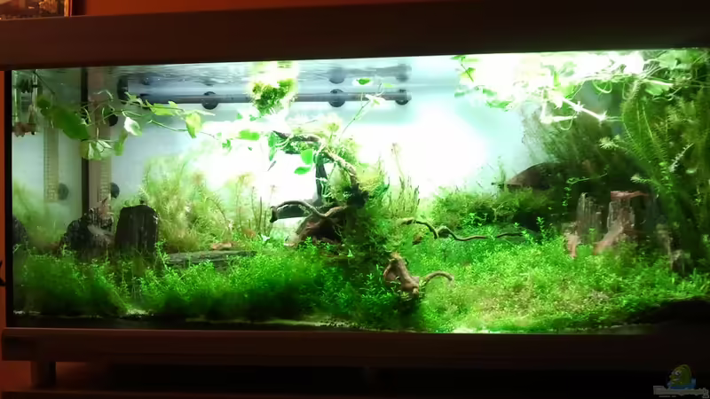 Aquarium Fantasy Forest von devilchen11 (3)