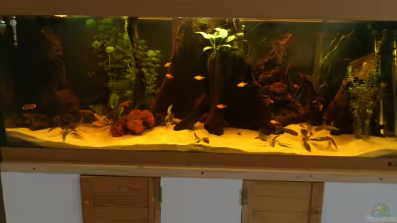 Aquarium Fast ein Südamerikaner ) Nur noch als Beispiel von Kai Heermann (3)