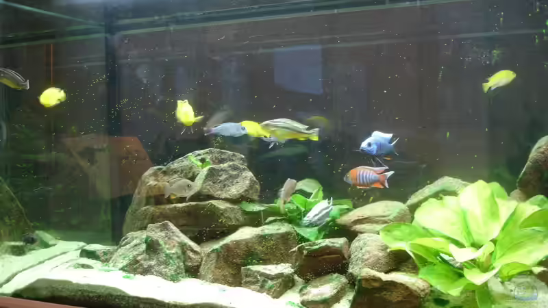 Aquarium fast ohne Algen I von Roadrunner 68 (16)