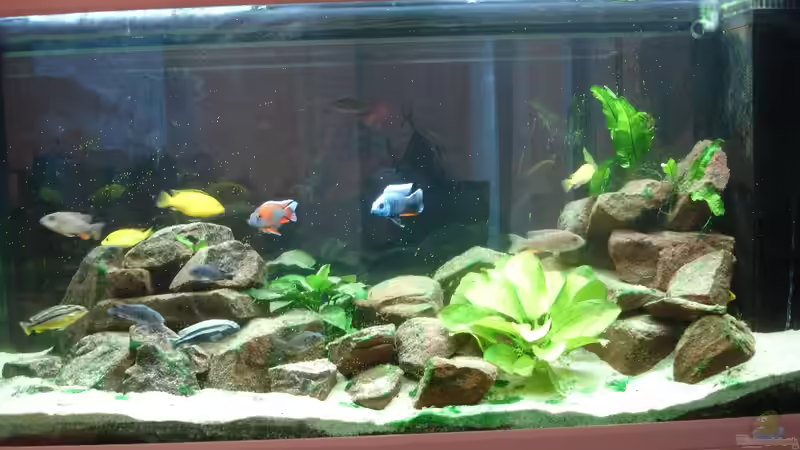 Aquarium fast ohne Algen II von Roadrunner 68 (17)