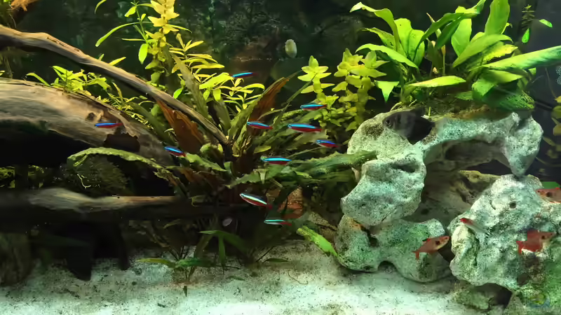 Aquarium Fast Südamerika von DL (4)