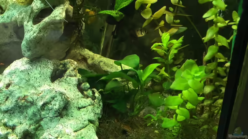 Aquarium Fast Südamerika von DL (6)