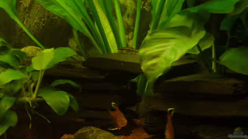 Aquarium Fast Südamerika von zetti (2)